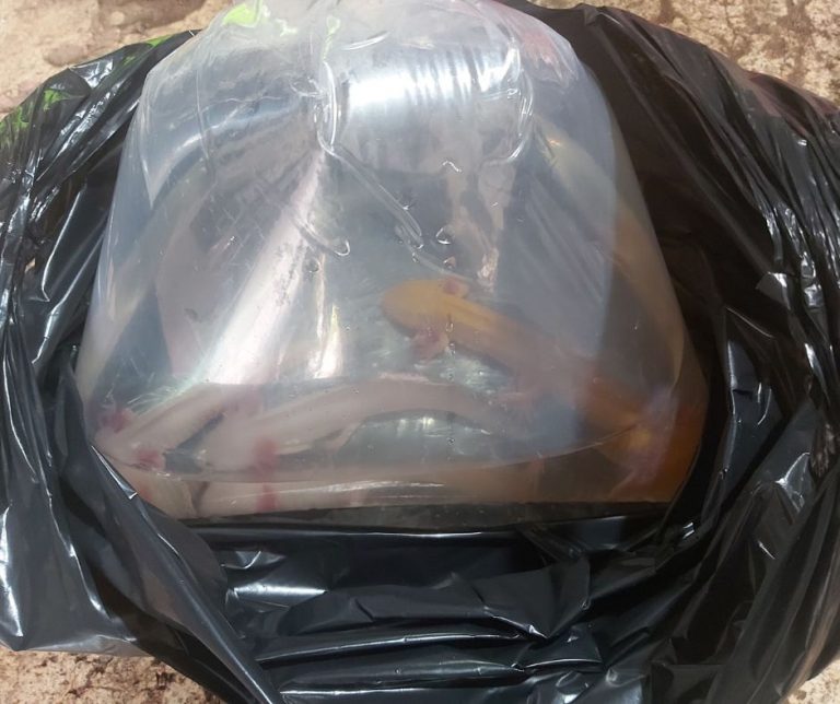 How to Transport Axolotls