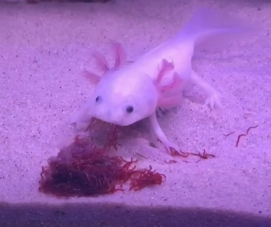 Axolotls is eating frozen bloodworms