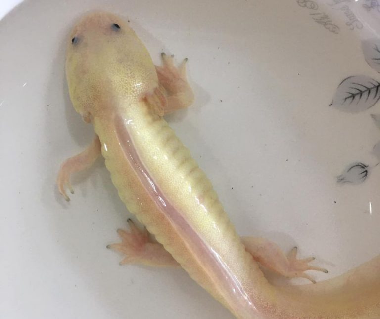 Can Axolotl Live Out of Water?