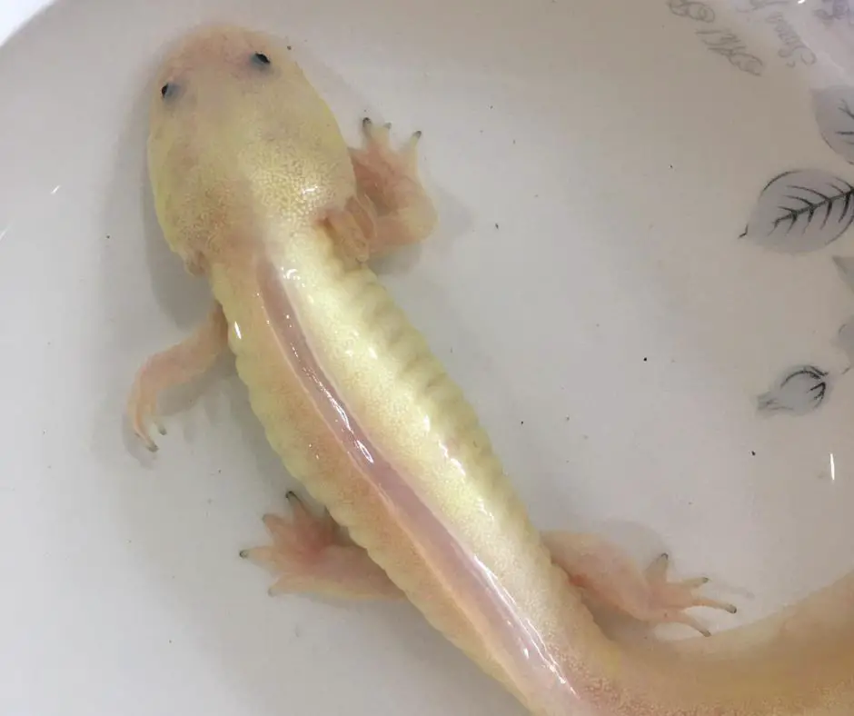 Axolotl's legs are very weak