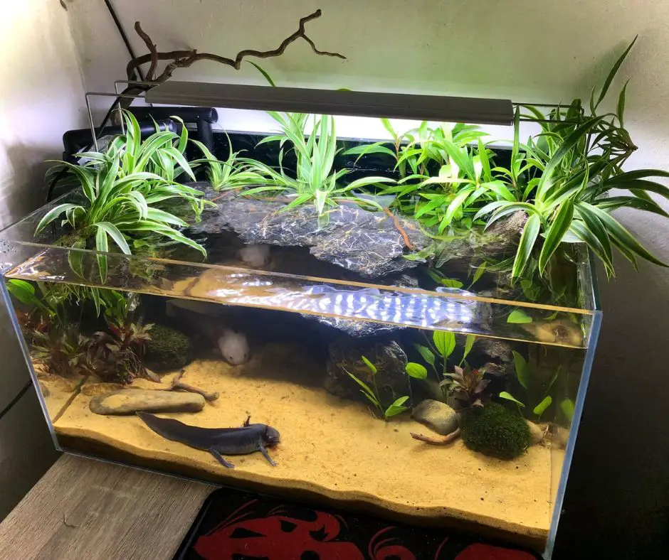 Axolotls live in good tank