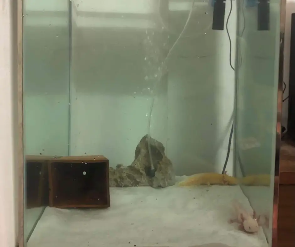 Axolotls live in simple tank