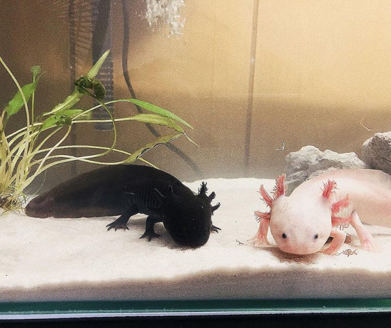 2 Best Aquarium Sand for Axolotl