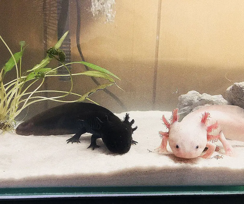 Axolotls live in tank has good sand