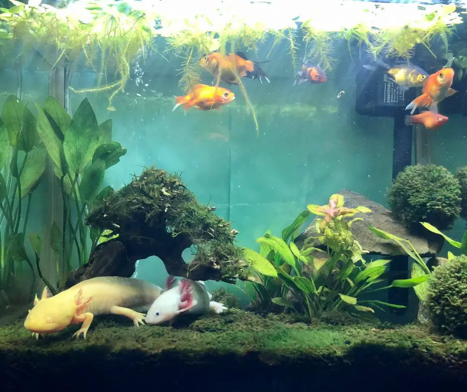 Axolotls live in tanks full of plants