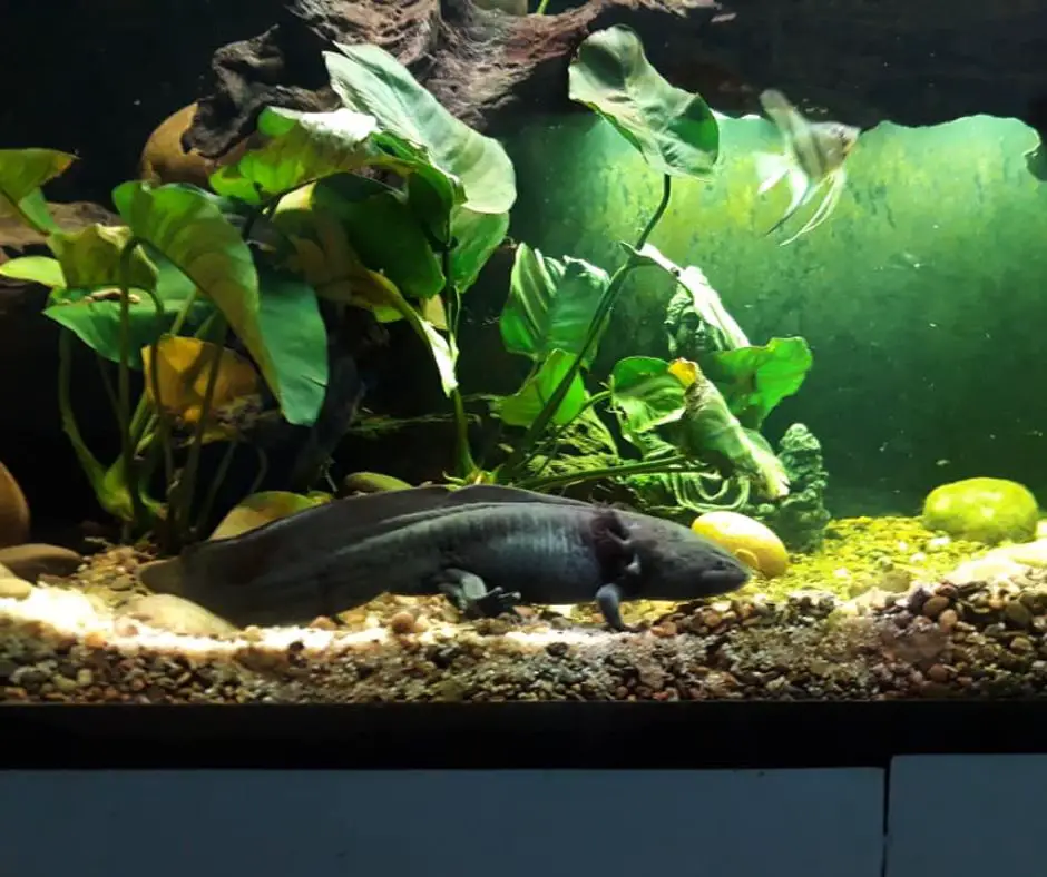 Axolotl’s tank has algae growth