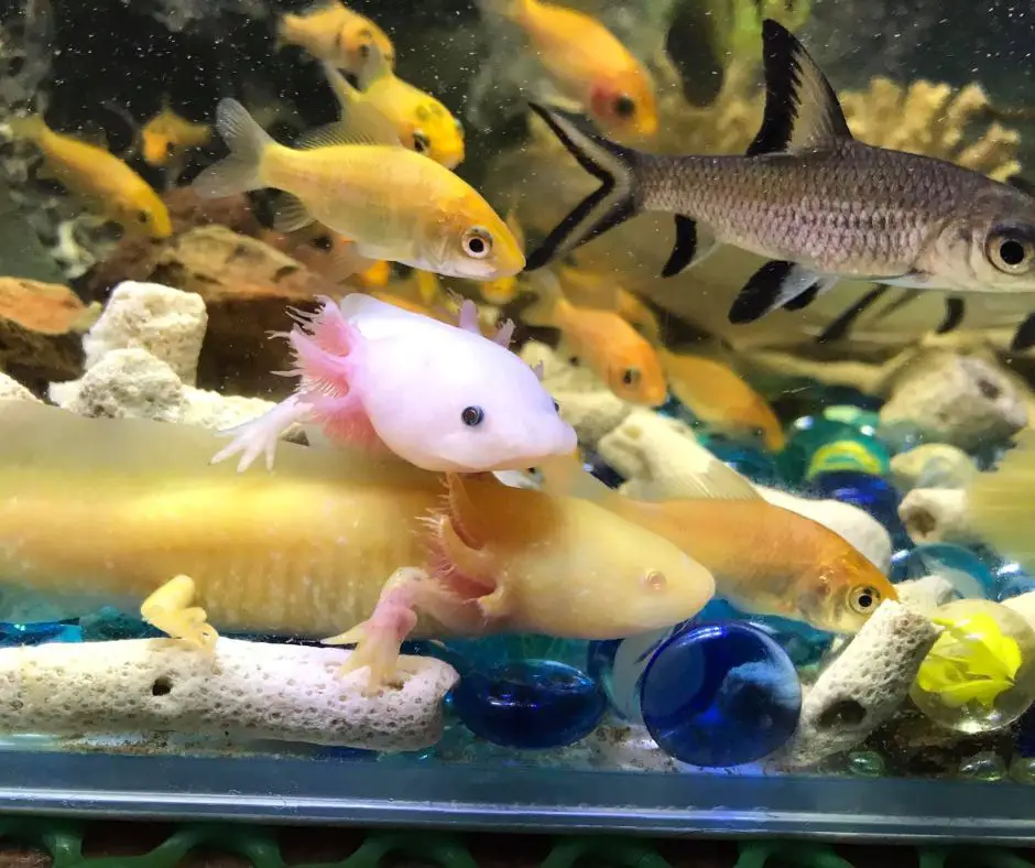 Axolotl’s tank with algae eater and other fish