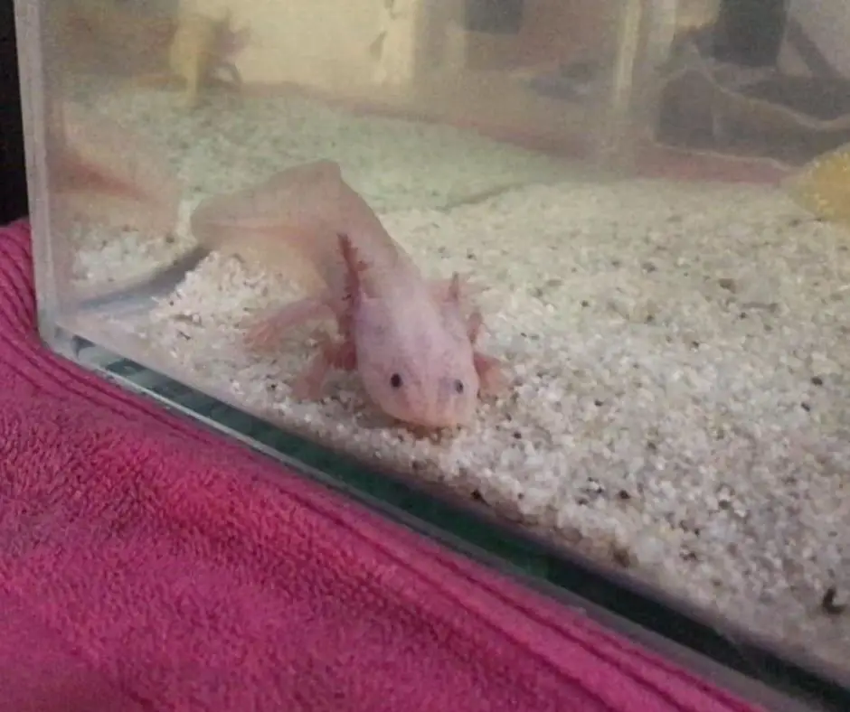 Axotlotl is eating sand