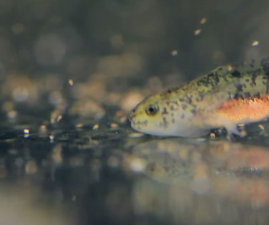 Baby Axolotl eats Brine Shrimp