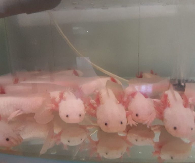 How To Care For A Baby Axolotl? (Setup, Food, Health Issues)