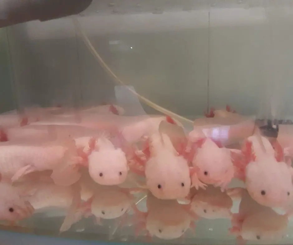 Baby Axolotls in pet store