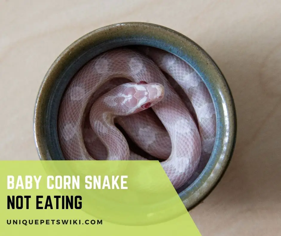 Baby Corn Snake Not Eating