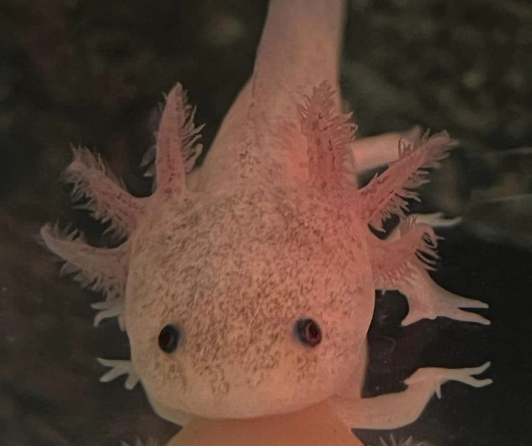 Axolotl Babies Hatching Complete Guide