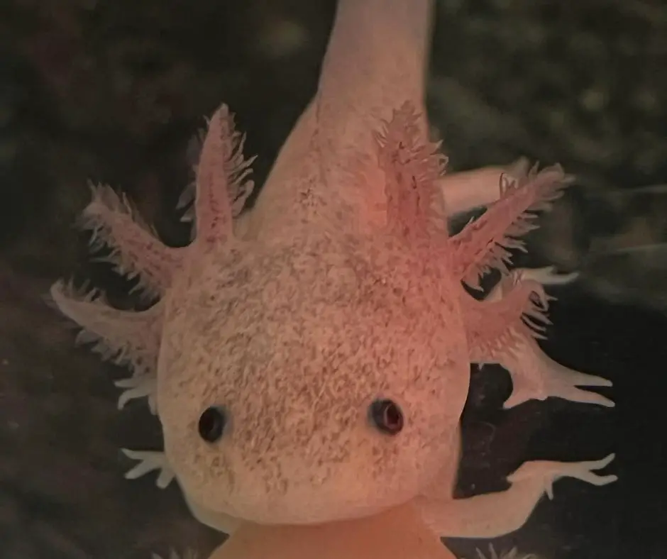 Baby axolotl
