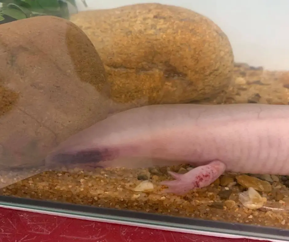 Bad sand tank can cause skin disease for axolotl