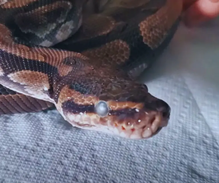 how-to-remove-retained-eye-caps-on-ball-python