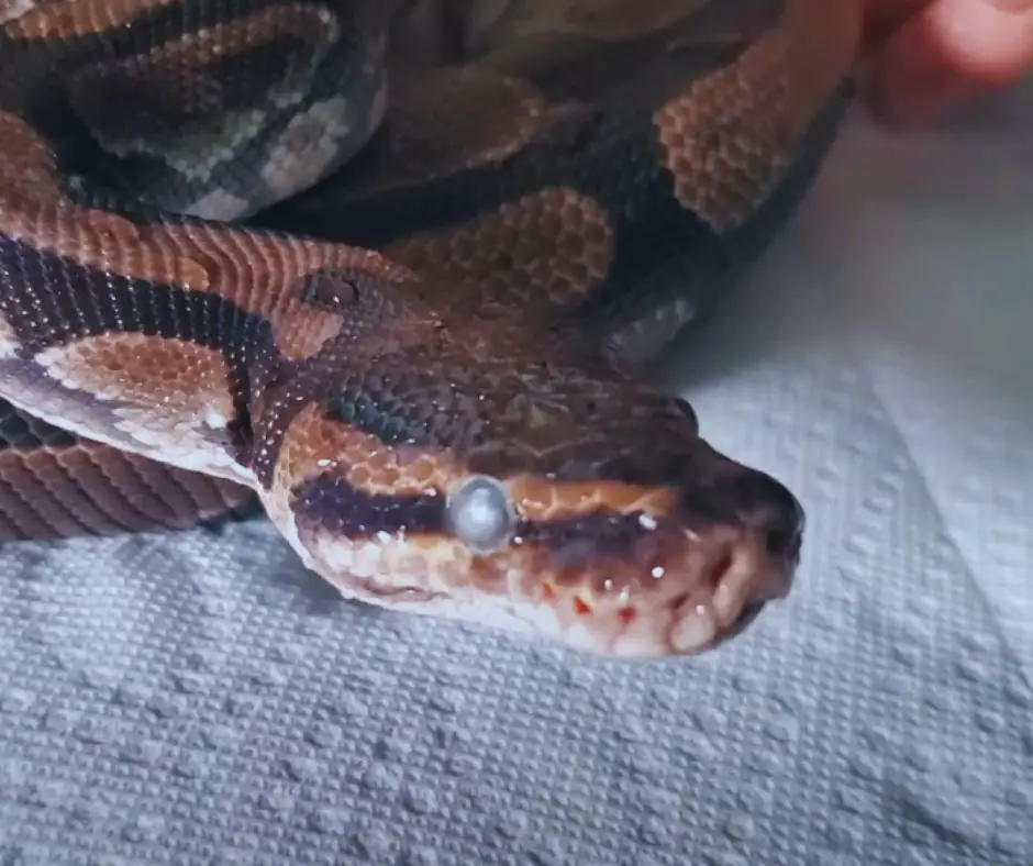 Ball python has retained eye caps