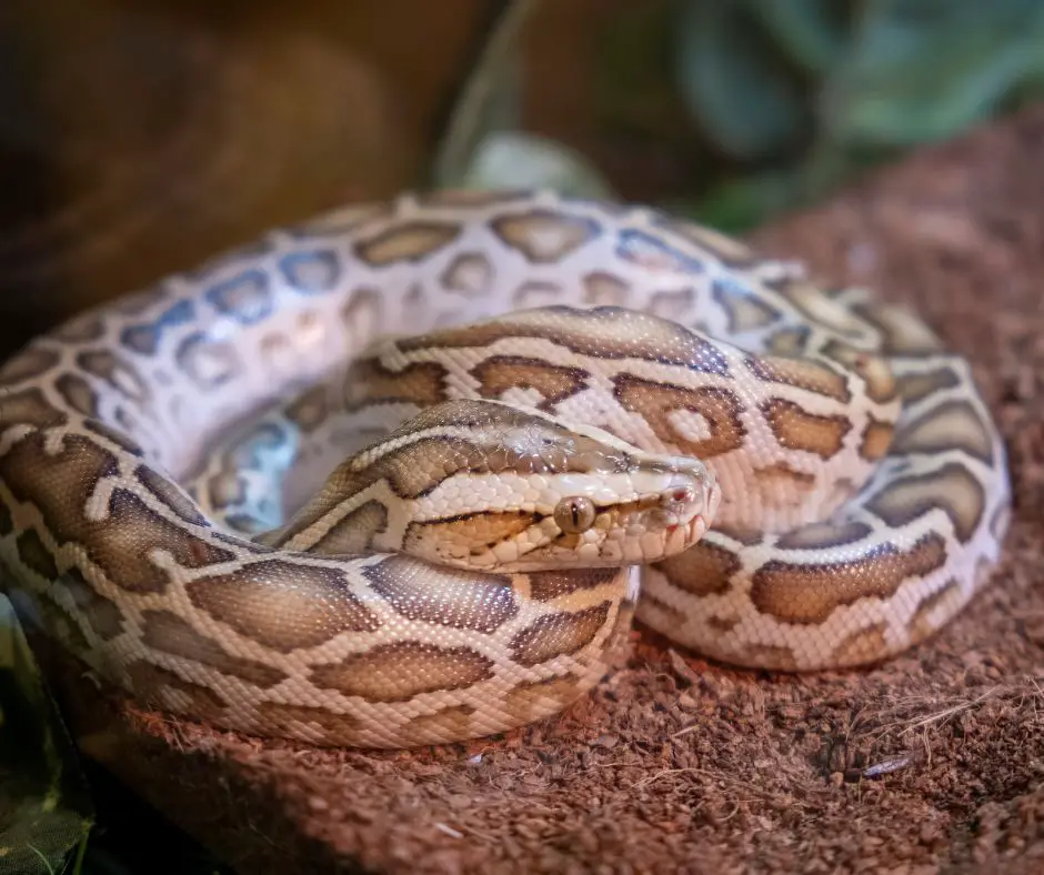 Ball python is sleeping with eyes open