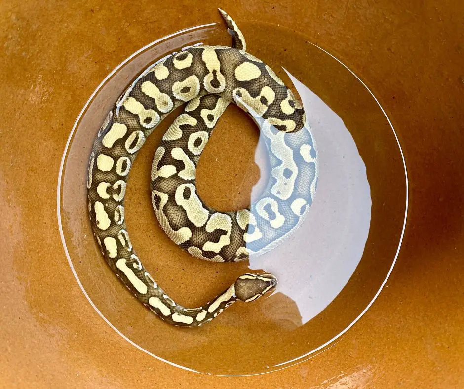 Ball python lies in bowl water