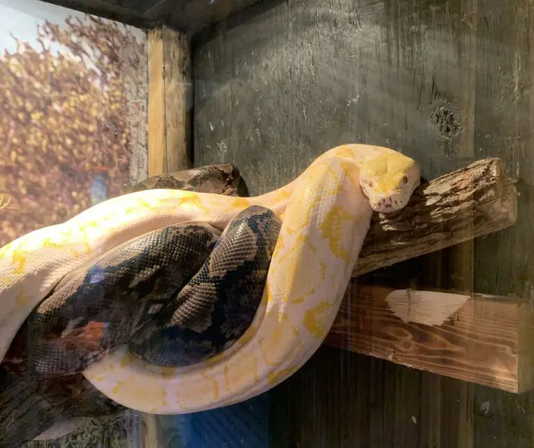 How to Remove Retained Eye Caps on Ball Python