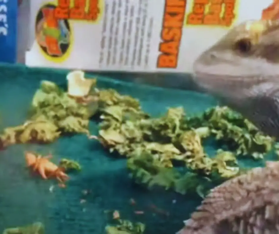 Bearded dragon eats a dead cricket