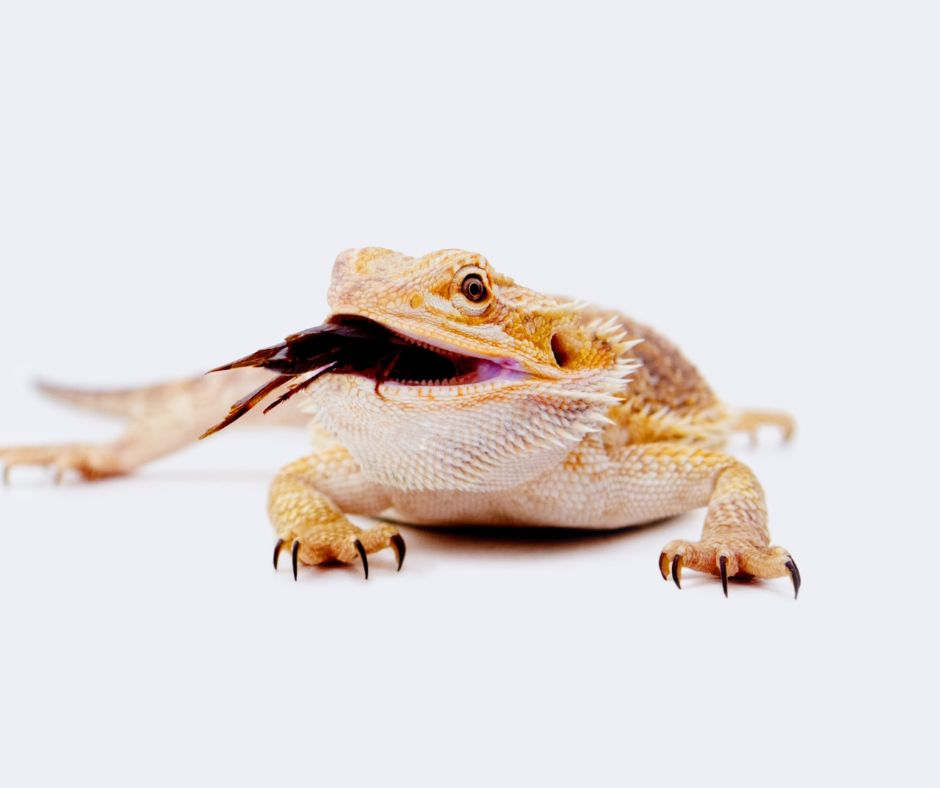 Bearded dragon eats dead cricket