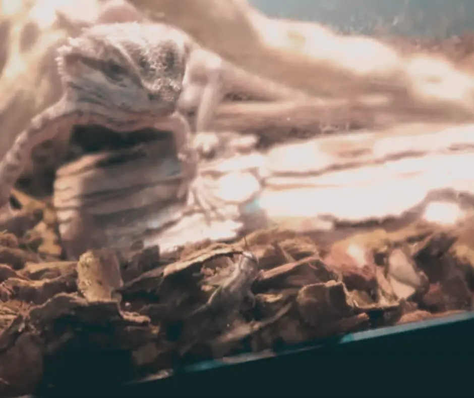 Bearded dragon is hunting live crickets