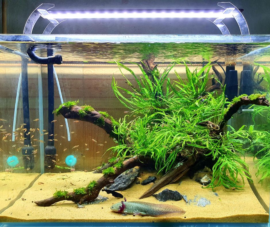 Beautiful Axolotl tank