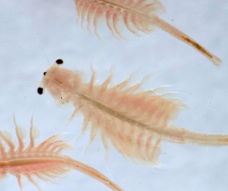 Can Axolotls Eat Brine Shrimp?