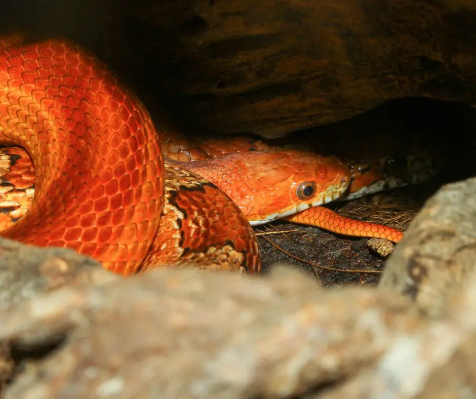 Brumating corn snakes helps increase their breeding