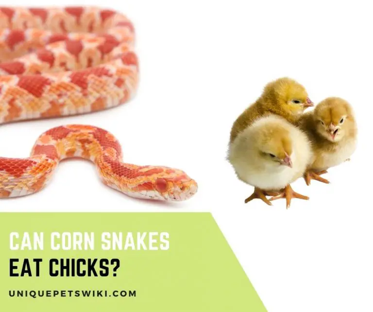 Can Corn Snakes Eat Chicks?