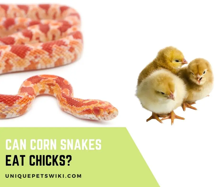 Can Corn Snakes Eat Chicks