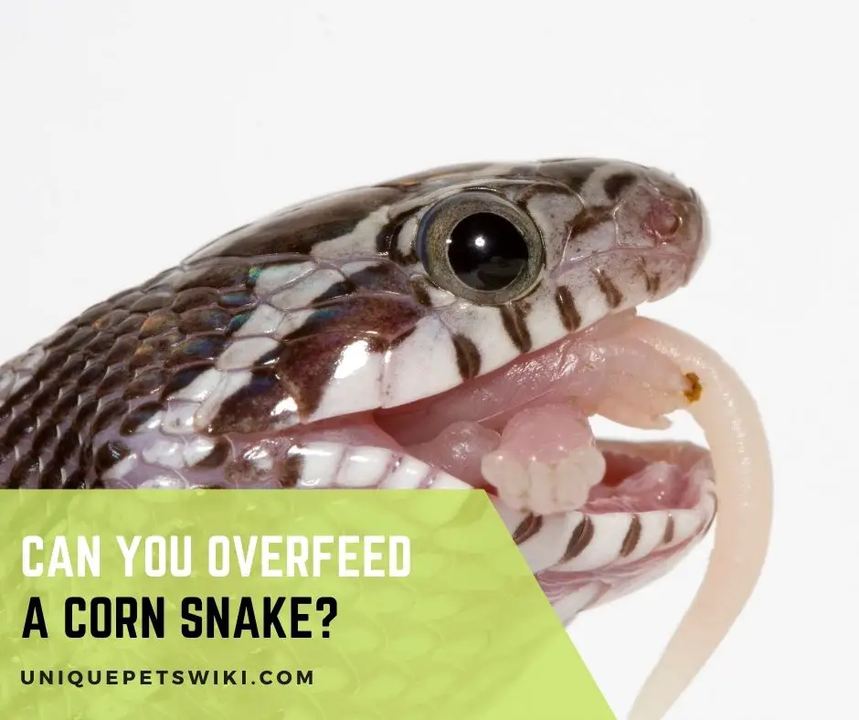 Can You Overfeed a Corn Snake