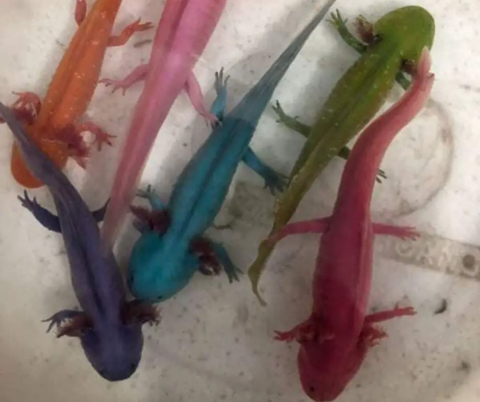 Colorful Axolotls
