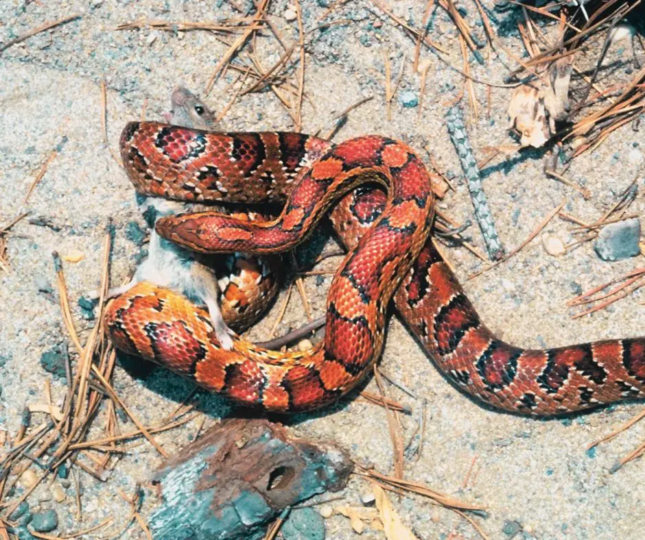 Corn Snake is constricting a mouse