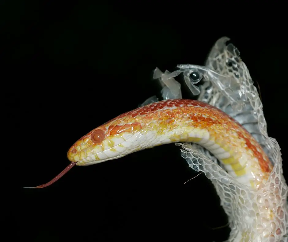 Corn Snakes is shedding