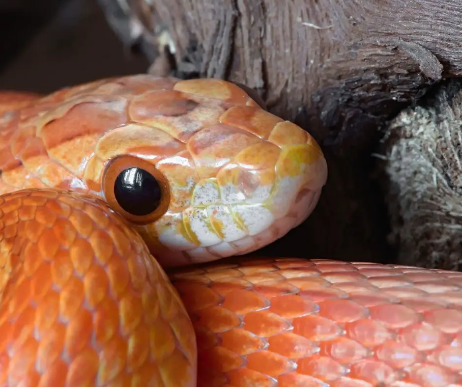 Corn Snakes is stress