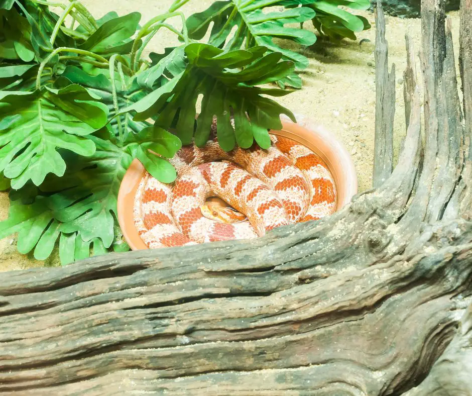 Corn snake hide in the bowl