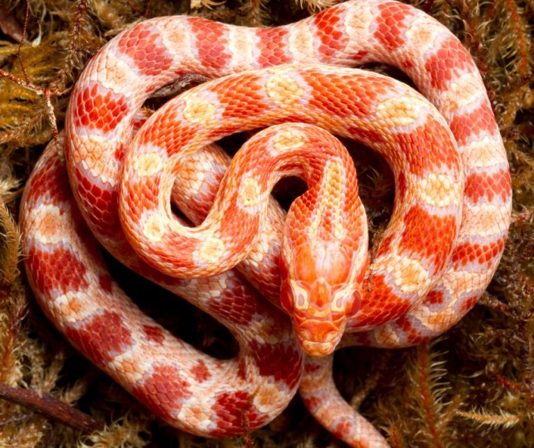 Do Corn Snakes Hibernate?