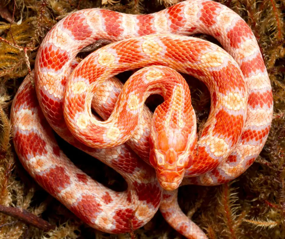 Corn snake is brumating