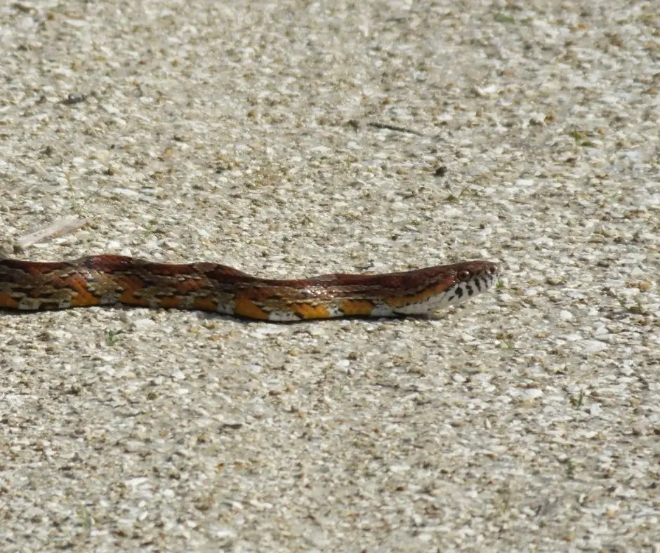 Corn snake is crawling on the sand
