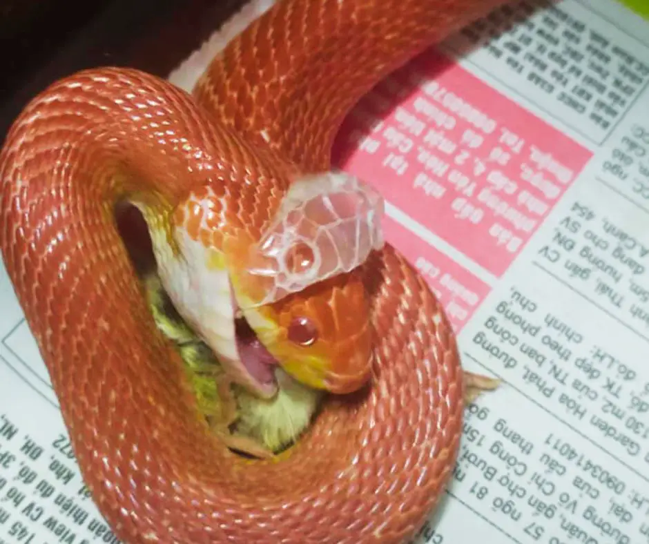 Corn snake is during shedding and eating chick