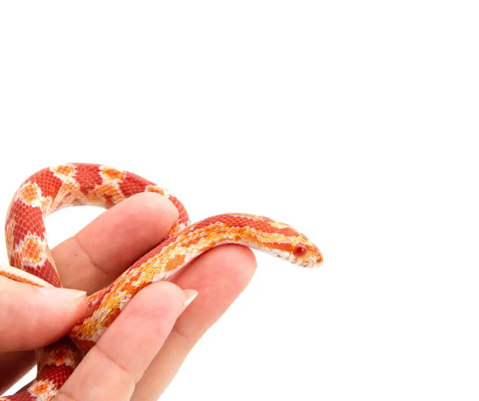 Corn snake is lying on hand