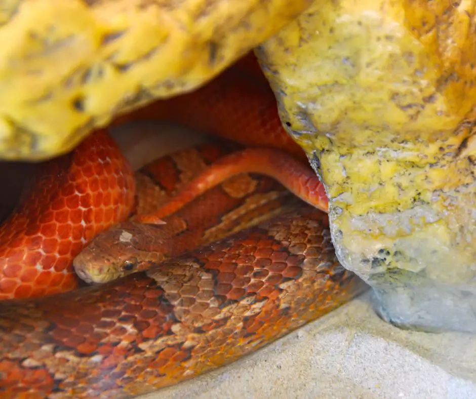Corn snake lies in cave hide
