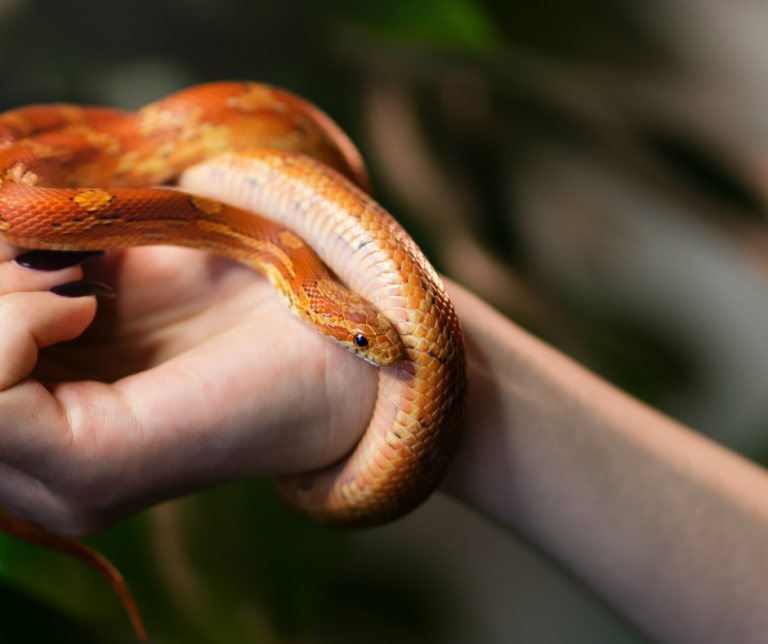 Can Corn Snakes Eat Chicks?