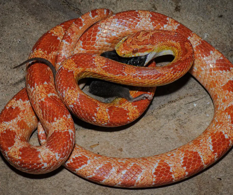 Corn snake uses constriction and bite to kill rat