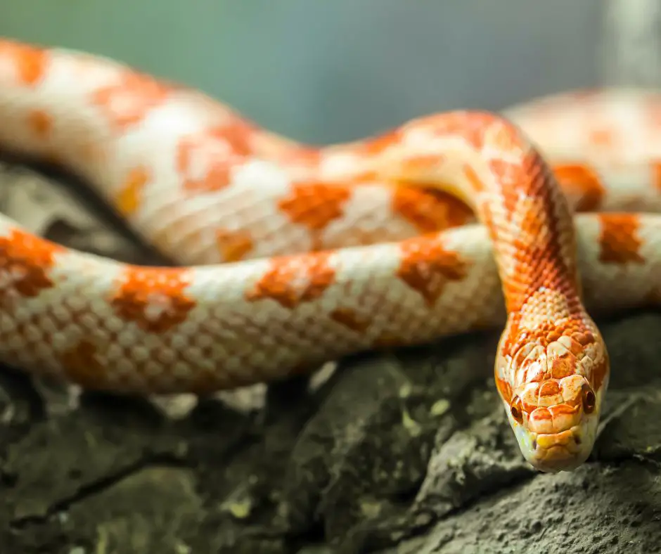 Corn snakes don’t hibernate