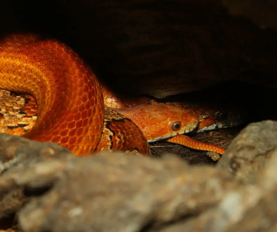 Corn snakes lie cooler areas to cool off