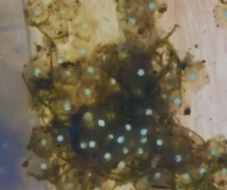 Dead Axolotl Eggs