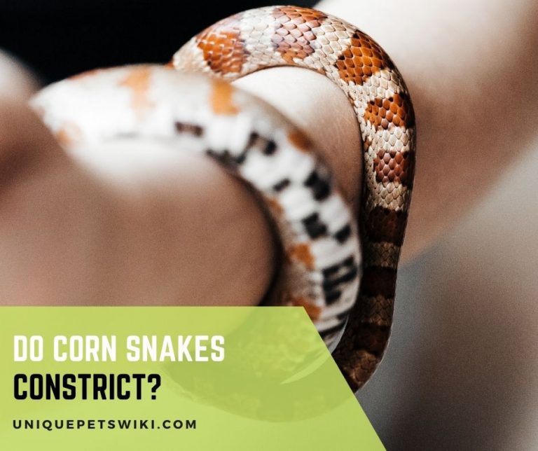 Do Corn Snakes Constrict?